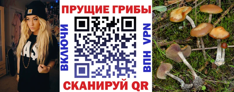 Псилоцибиновые грибы мицелий Новосокольники